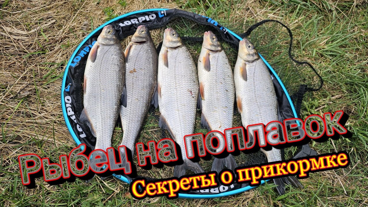 Секреты о прикормке. Рыбец на поплавок в Мемеле (Nemunelis).