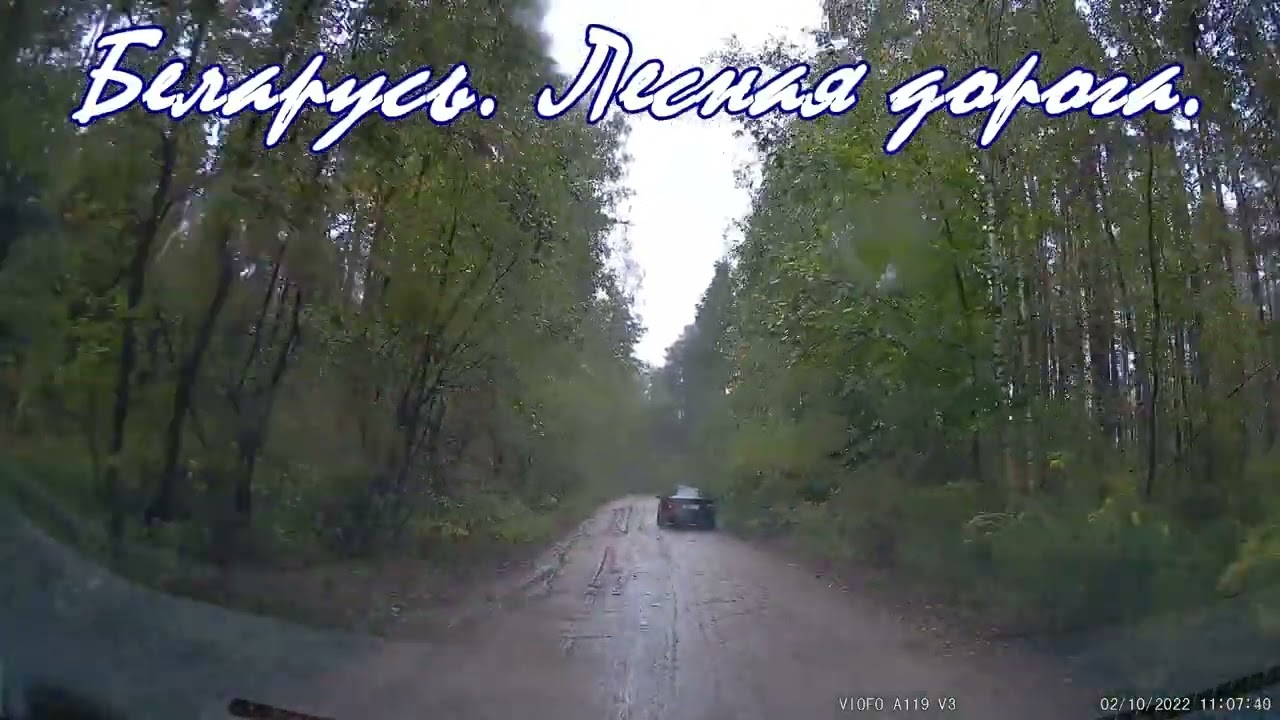 Лесная дорога Беларусь. Красота природы в Беларуси. The beauty of forest road. Driving tour Belarus.