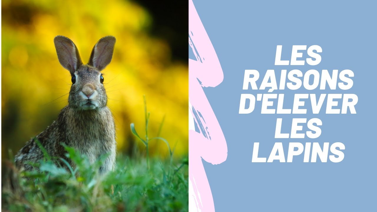 Elevage des lapins: Les bonnes raisons de s'y lancer #lapin