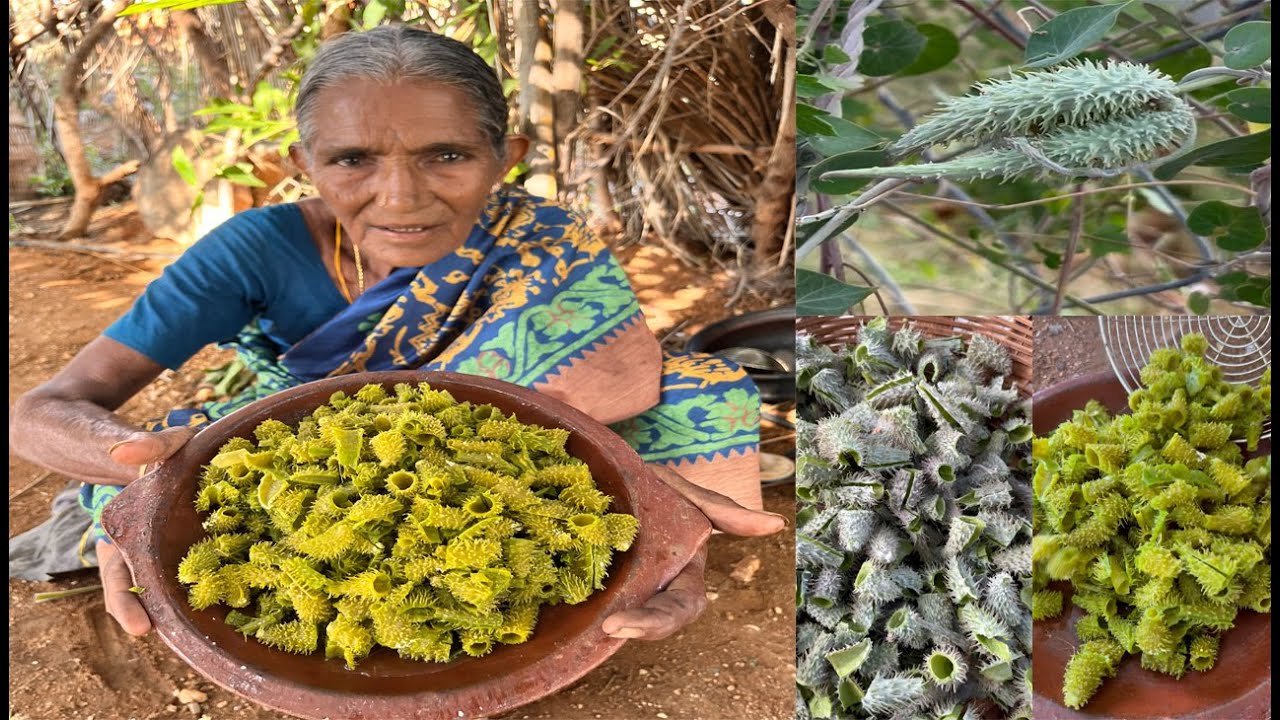 VeliParuthi | வேலிபருத்தி | Trellis Vine FRY | Grandma | countryfoodcooking