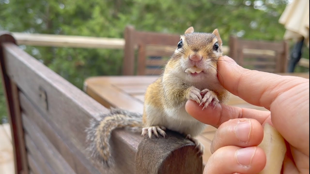 사과 먹다 깜짝 놀란 다람쥐 Chipmunk Gets Surprised While Eating Apple
