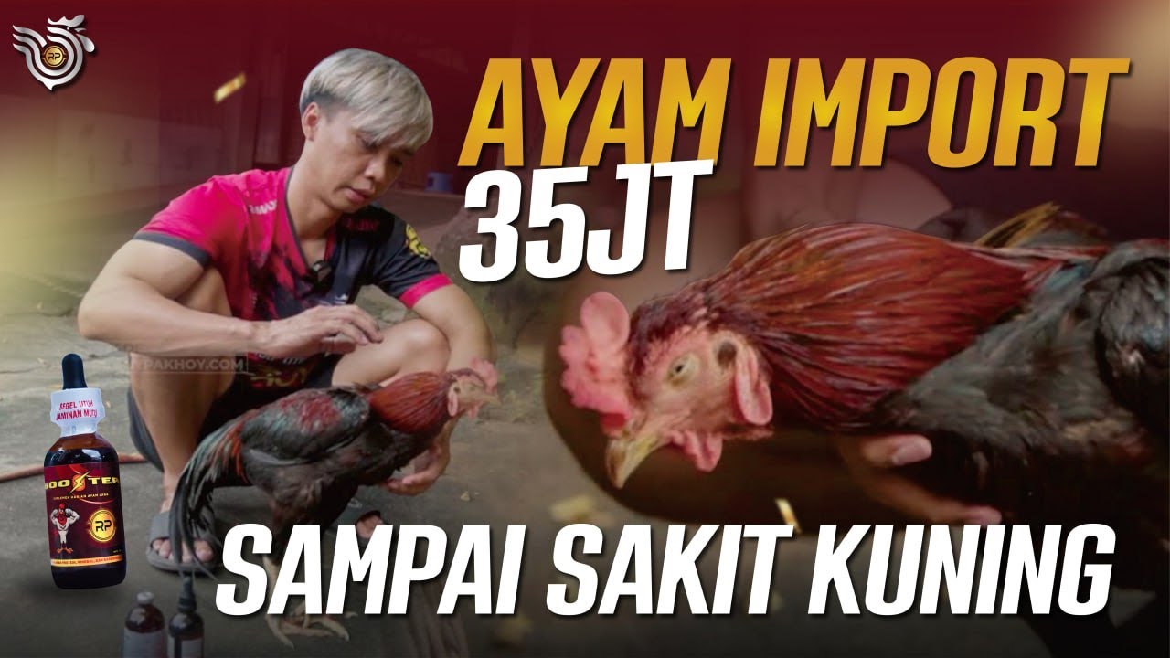 AYAM IMPORT SAMPAI DALAM KEADAAN PUCAT KUNING