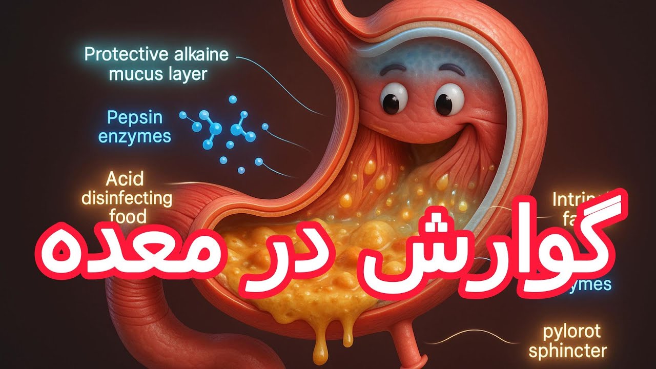 گوارش در معده؛ جایی که پپسین فرمانروایی می‌کند! 🔥🤓آموزش کامل گوارش + تست‌های مفهومی