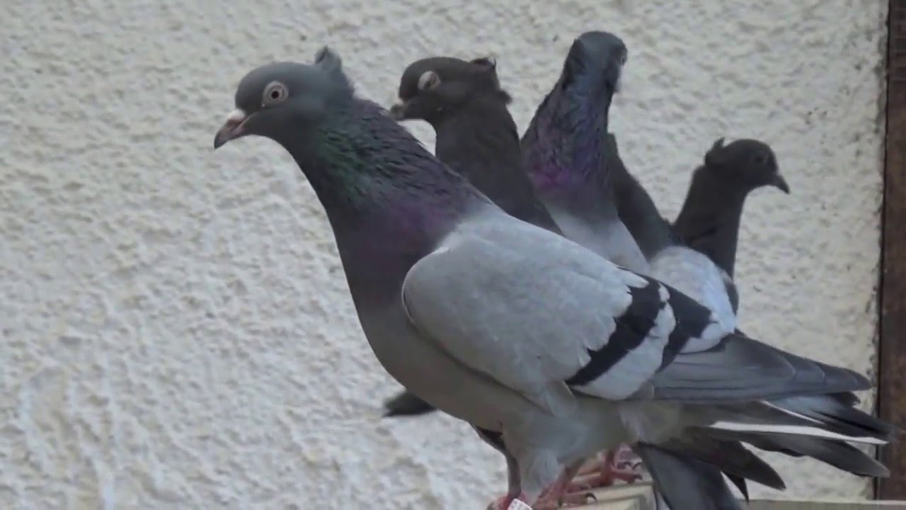 Cubani-Fes Cape takozvani Beogracki visokoletaci - Sampioni Njemacke zvanicno.