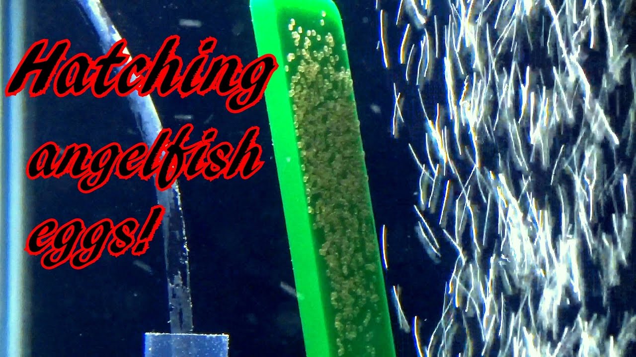 HATCHING ANGELFISH EGGS ON MY OWN! TIPS FOR BEGINNERS!