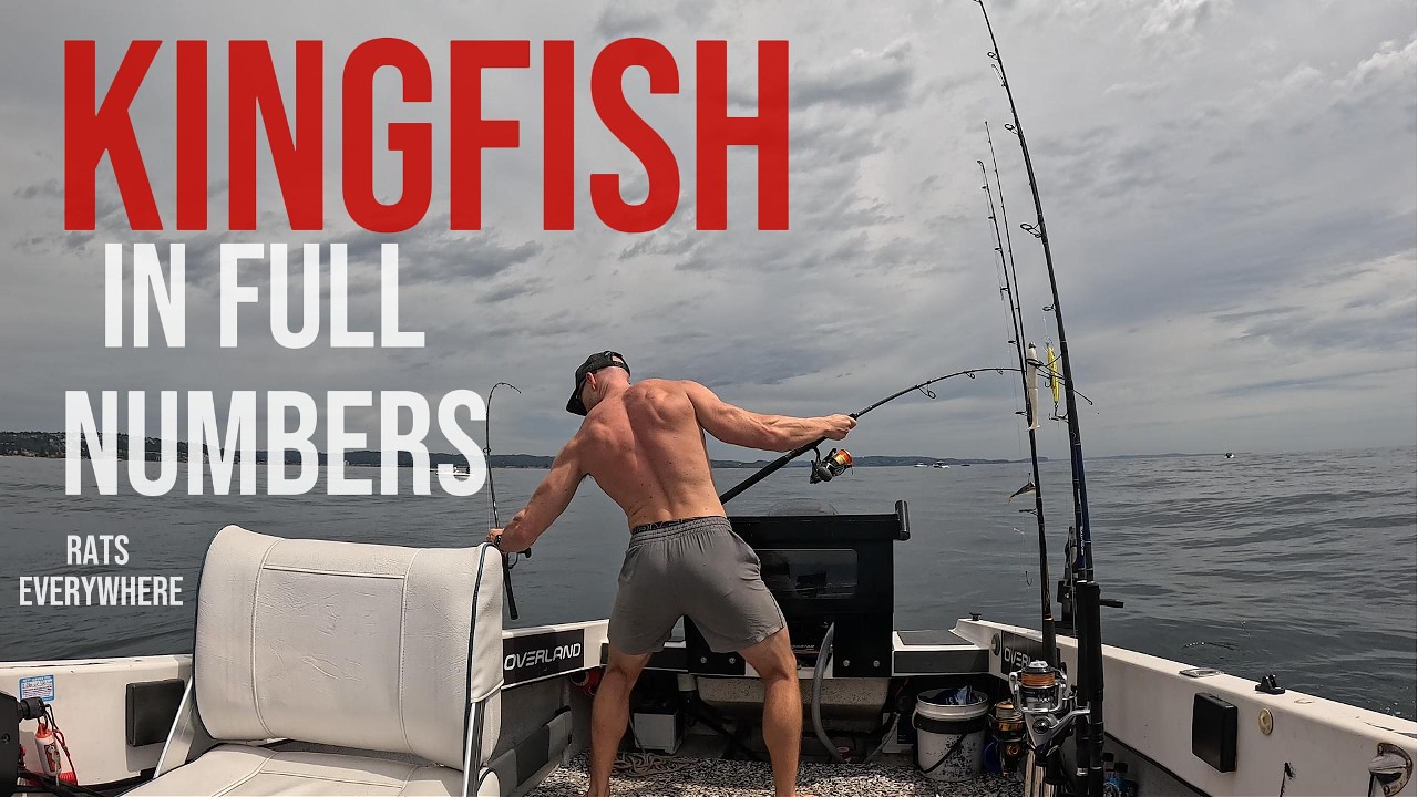 searching for sydney kingfish.