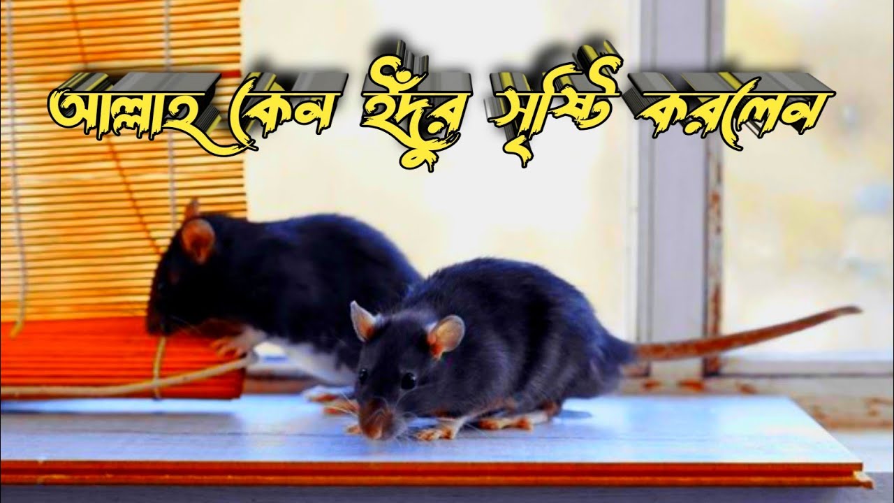আল্লাহ কেন ইঁদুর সৃষ্টি করলেন “Why did Allah create mice?” কোরআন কথা
