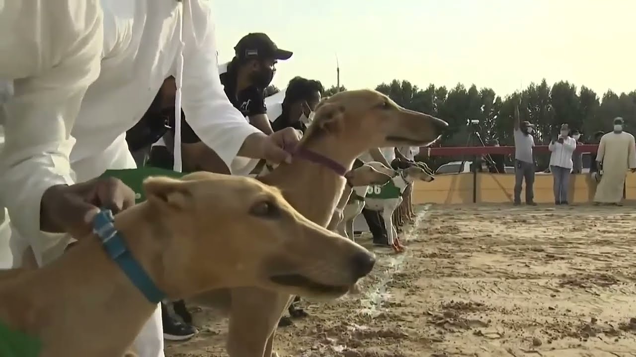 Championship Saluki Racing