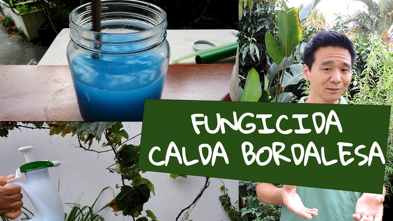 O que é Calda Bordalesa? - Fungicida que funciona