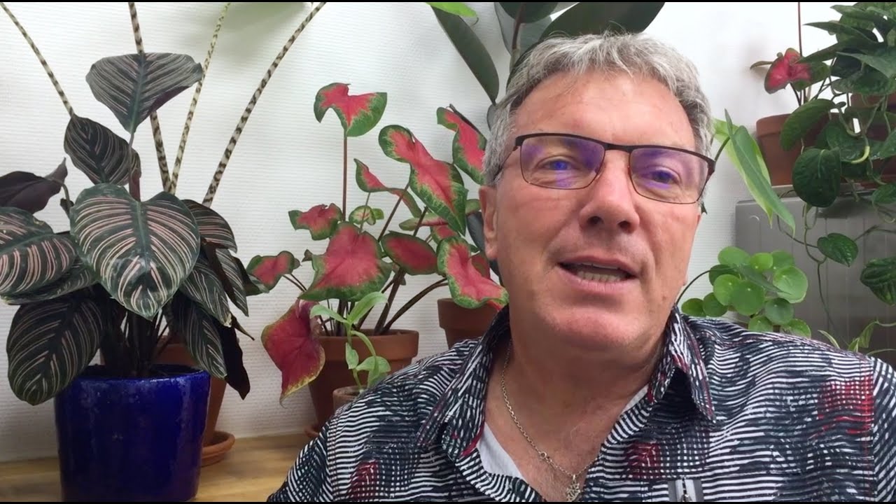 Tailler facilement les arbustes par Pascal Prieur - Nouveau livre !