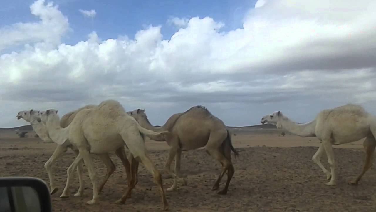 ابل الشيخ خلف دغيم الجنيني