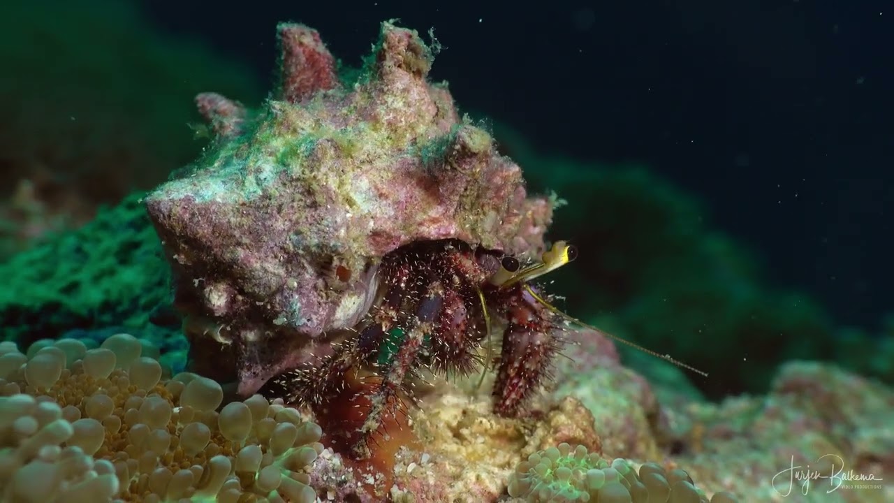 Diving Malapascua Gato Island and Treshers March 2025