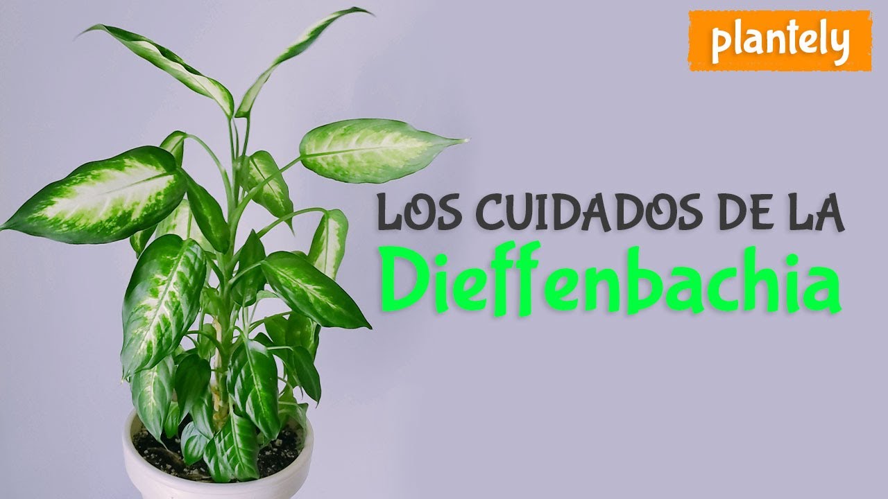 Dieffenbachia, Cuidados y Propagación | Plantely