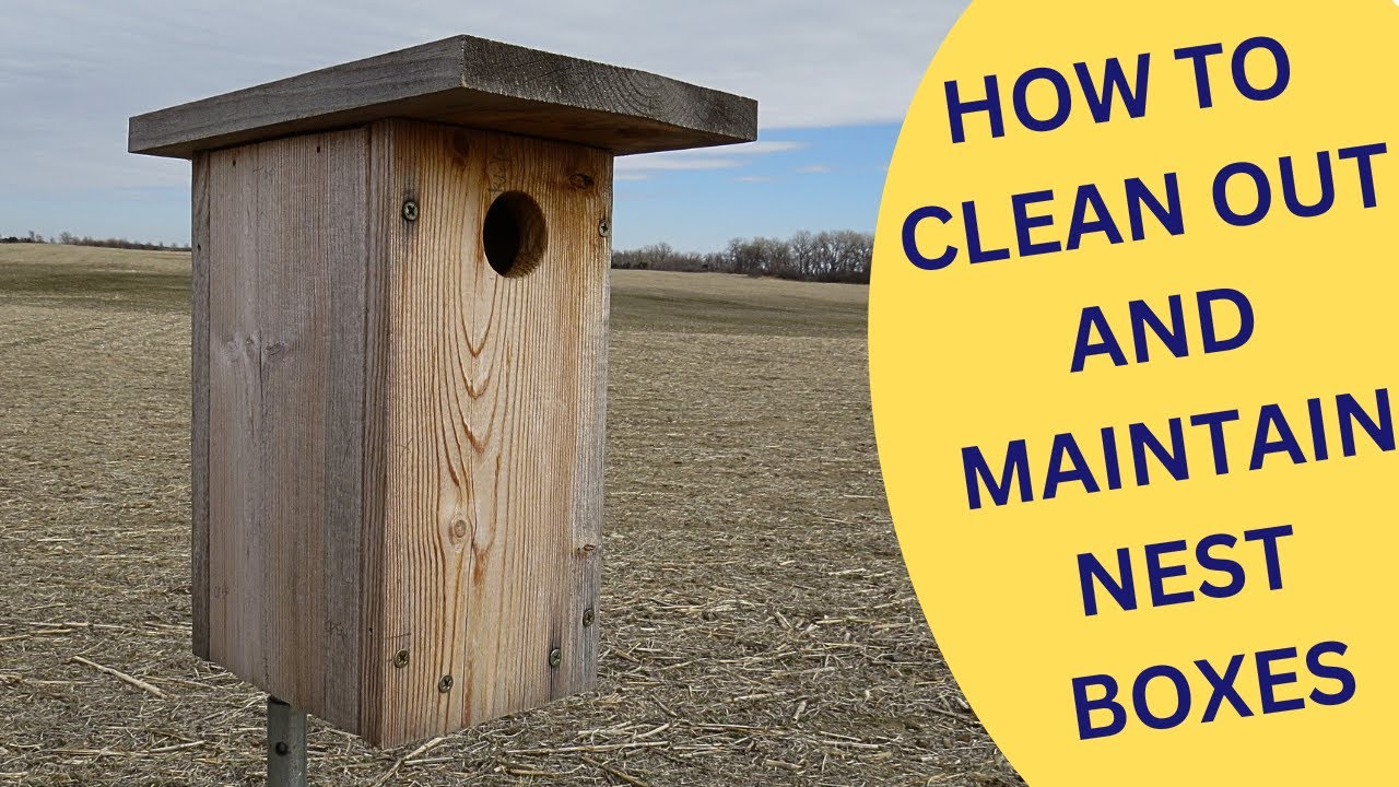 How to Clean Out and Maintain Nest Boxes 2025