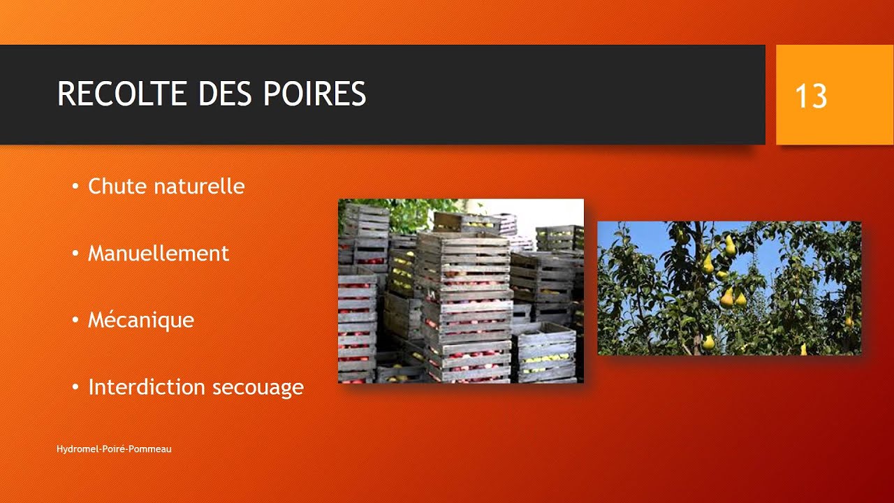 Hydromel, poiré, pommeau