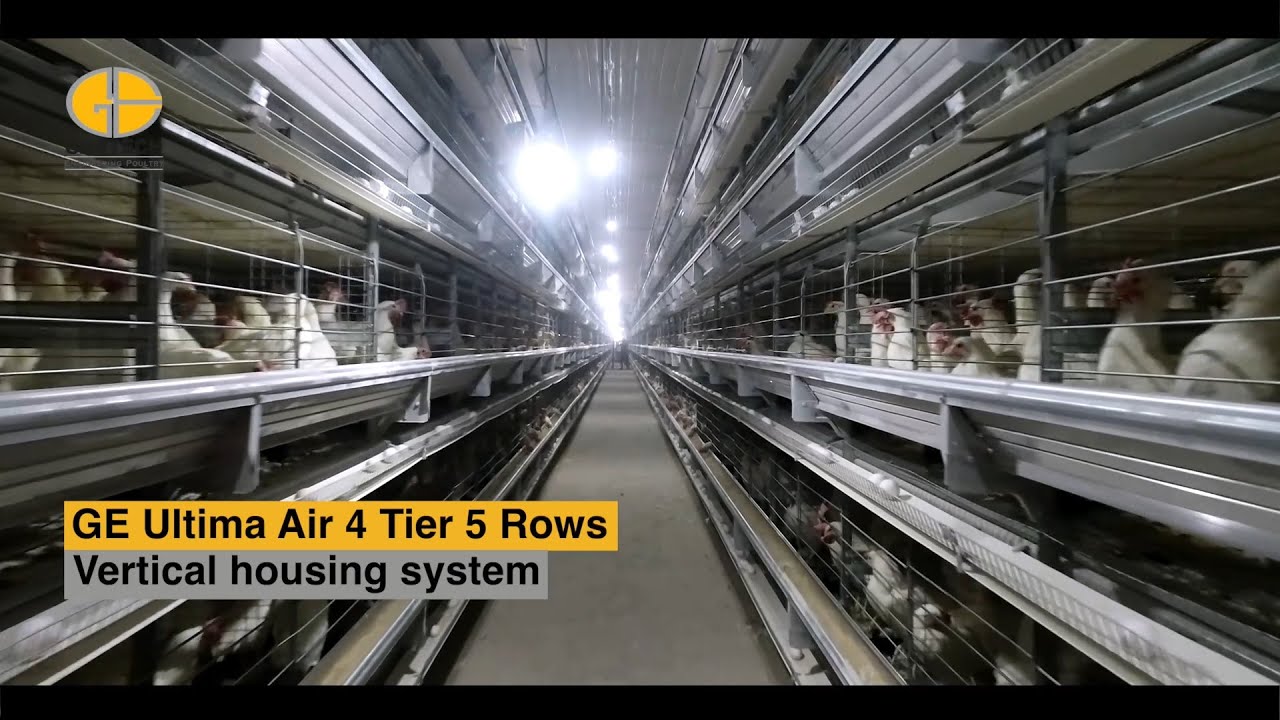 Cutting-Edge Layer Farming: Fully Automated for Maximum Efficiency