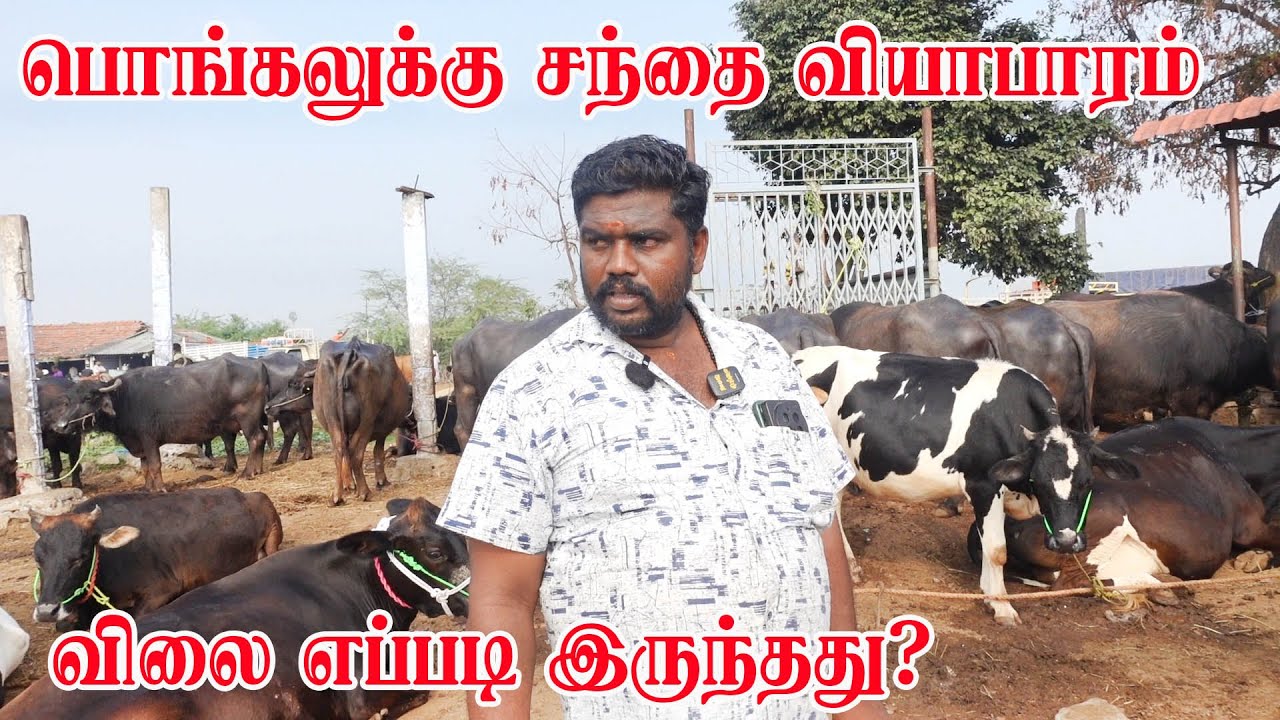 பொங்கலுக்கு மாடு விலை எப்படி இருந்தது?#erodemanikandan #erodesanthai #hfcow #hfcowsale #cow #santhai