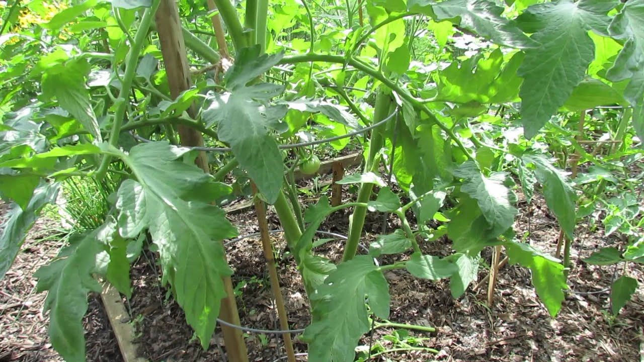 Thoughts on Tomato Pruning & What are Production Stems/Suckers: Know Your Tomato - TRG 2014