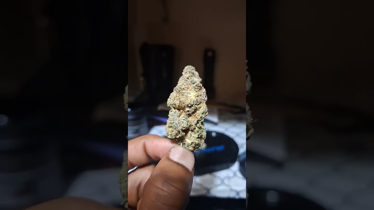 MAITRI - Jet Fuel Gelato (Strain Review)