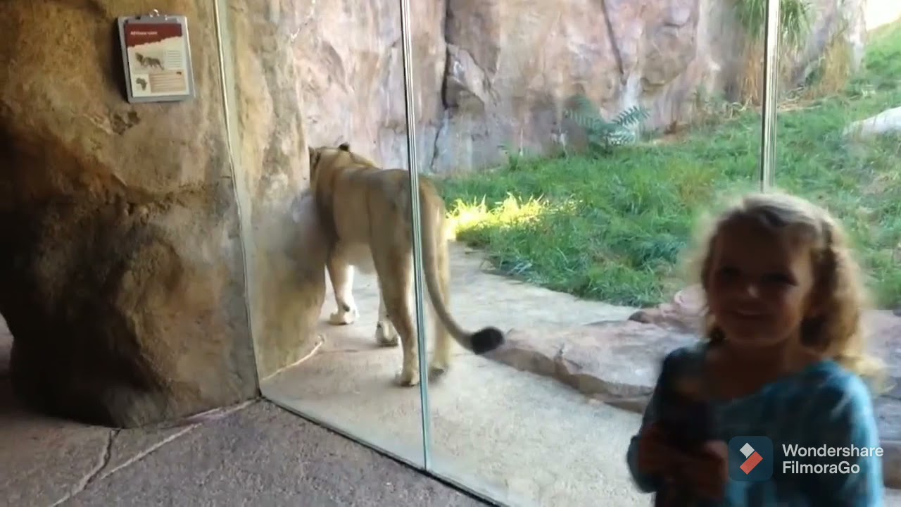 TRY NOT TO LAUGH WITH/LAUGH TRIGGER