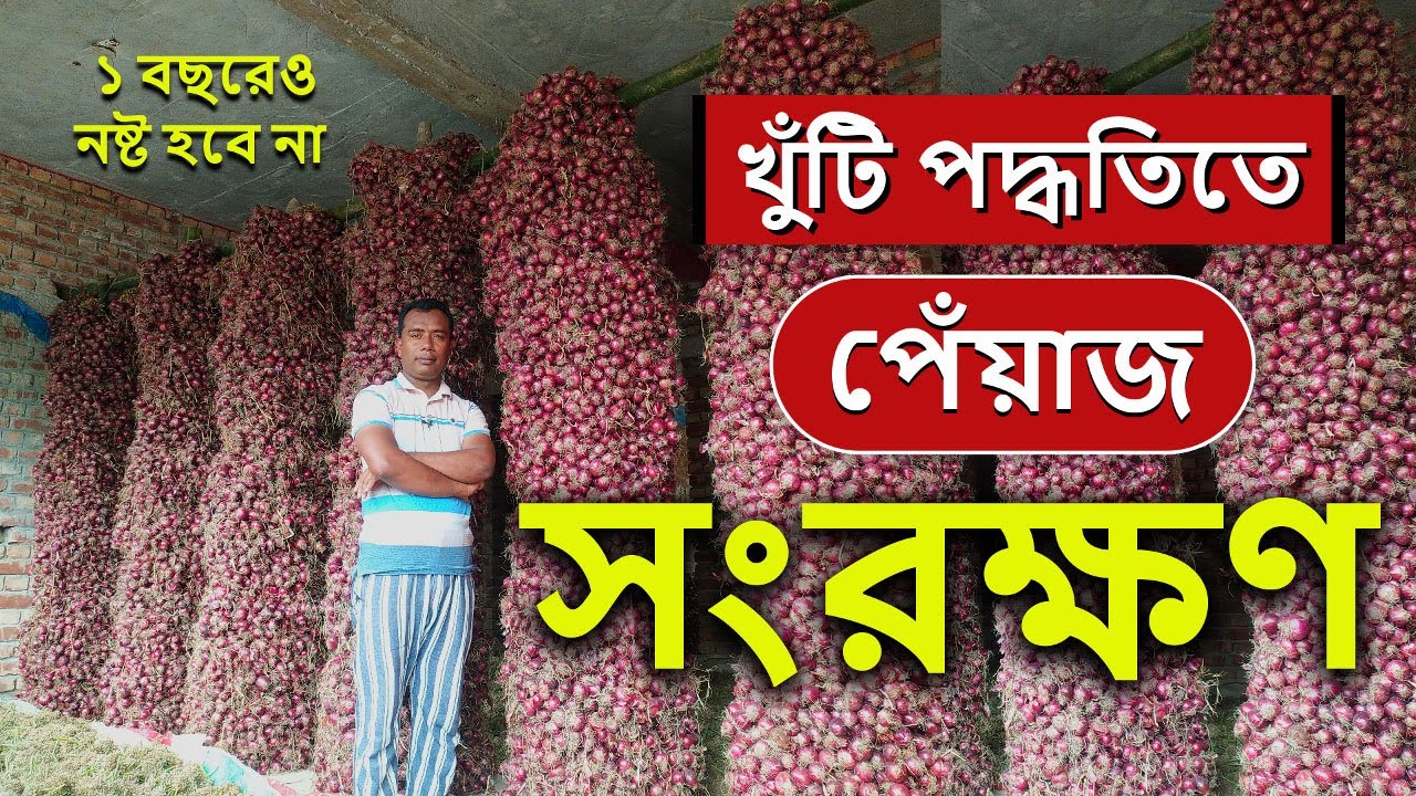 খুঁটি পদ্ধতিতে পেঁয়াজ সংরক্ষণ । একটি খুঁটিতে ৫ থেকে ৬ মন পর্যন্ত পেঁয়াজ সংরক্ষণ। How to store Onions