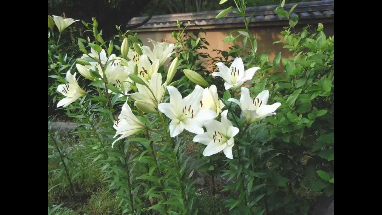 応援花、初夏の花「ユリ」と「アジサイ」　福岡市：「神苑花庭園」