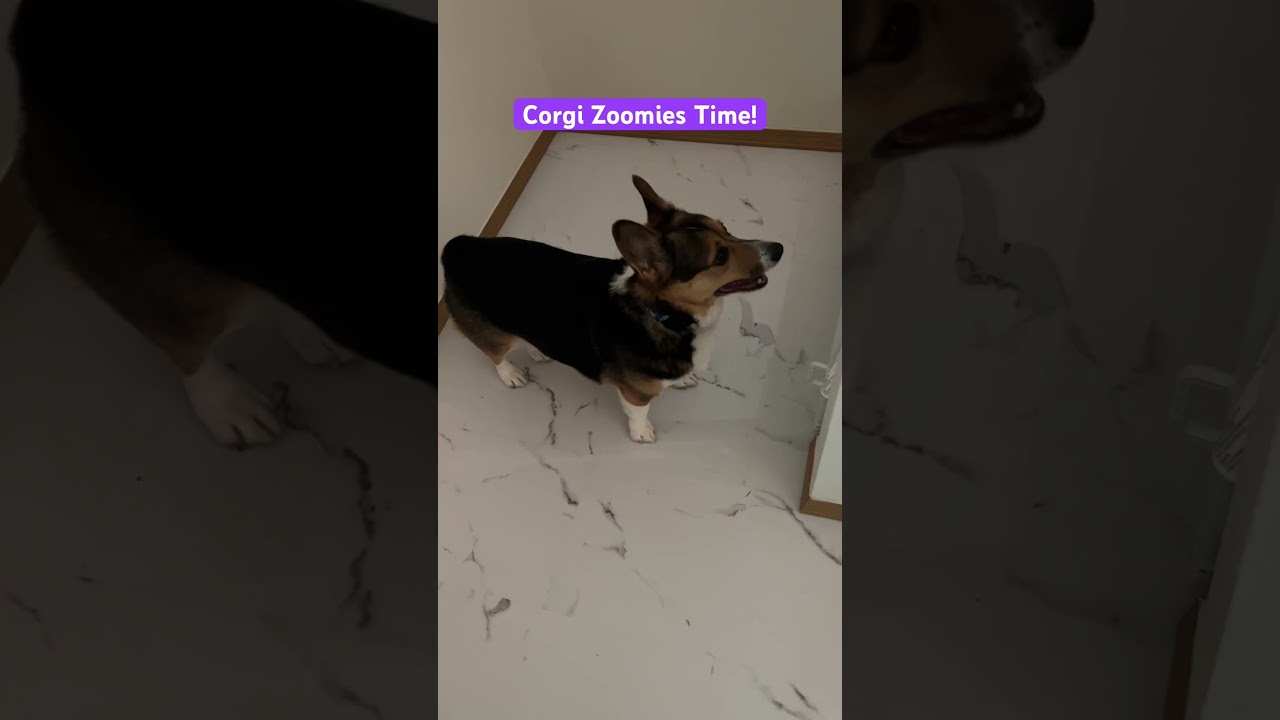 Corgi Zoomies Time #funnyshorts #dog #corgi #zoomies #funny #dogs #dog #shorts #short #viral