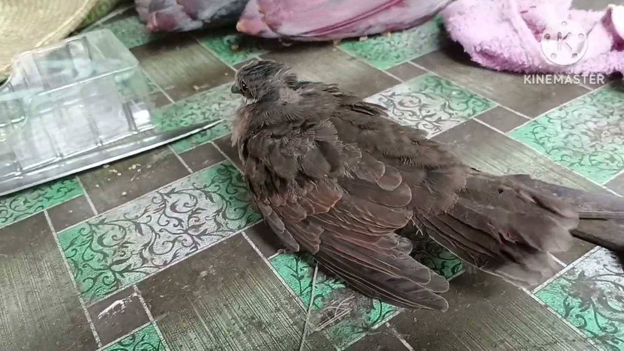Alimokon 