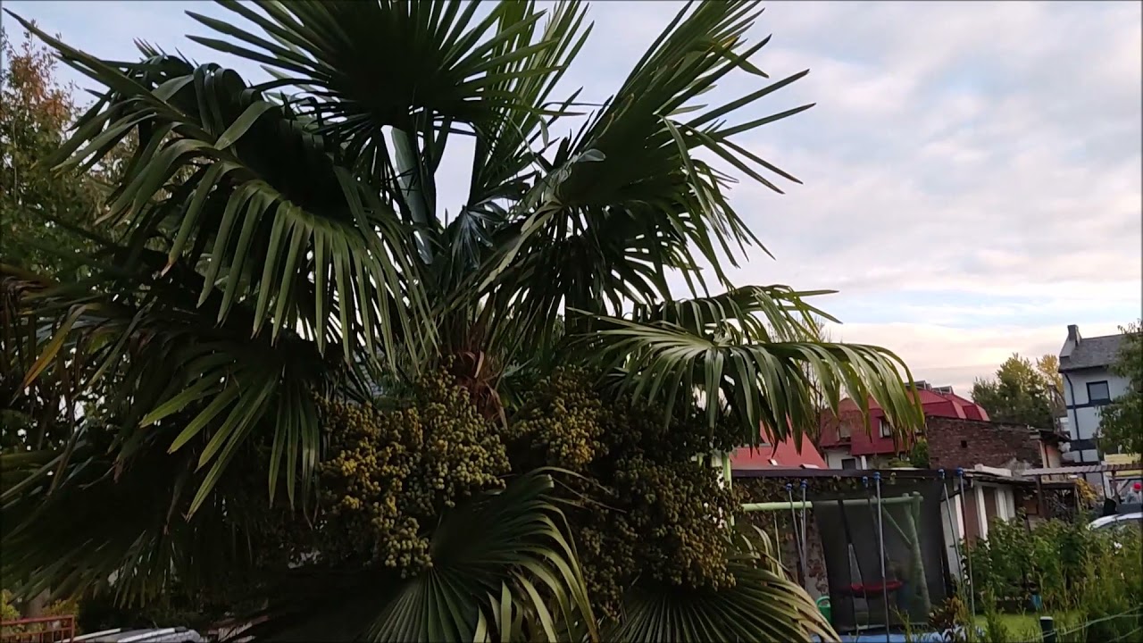 Trachycarpus Fortunei, różnice palm co do wyglądu.