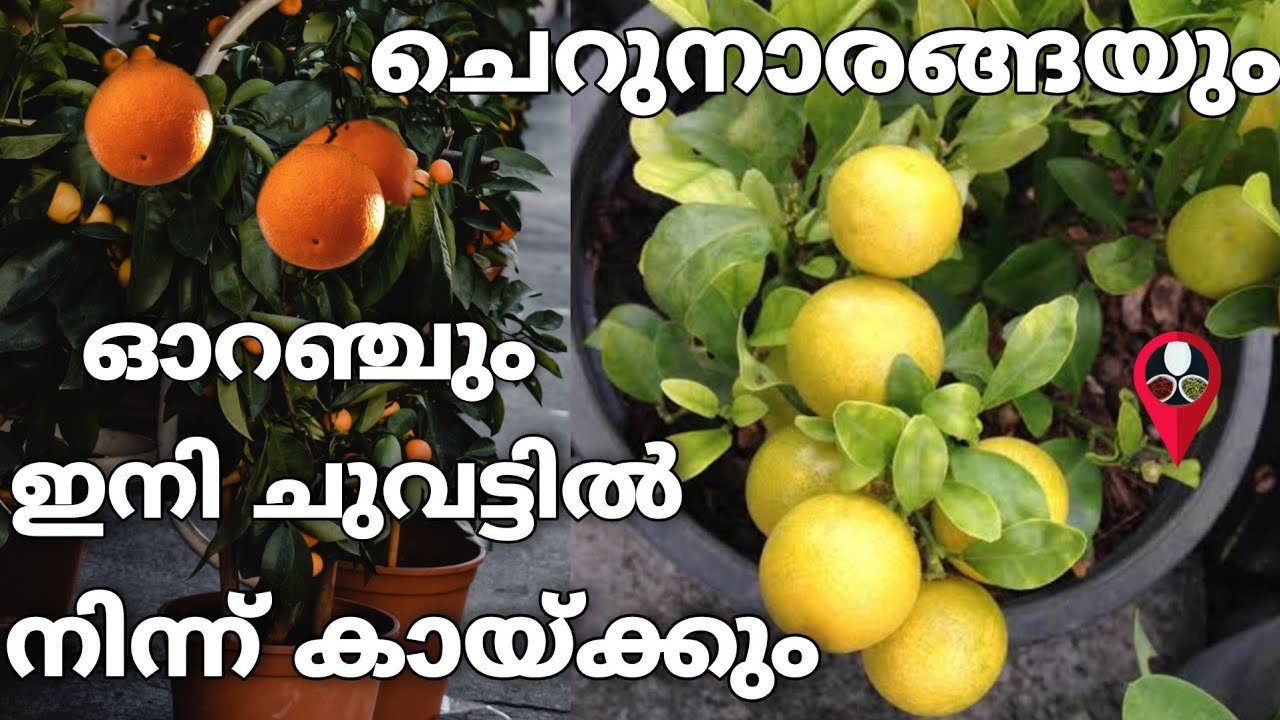 ഇതൊന്ന് മാത്രം മതി നാരകവും ഓറഞ്ചും കുലകുത്തി കായ്ക്കാൻ | orange lemon growth and cultivation krishi