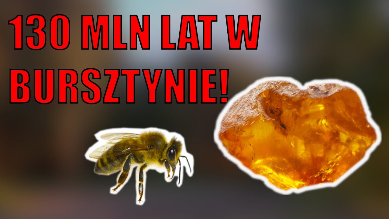 Bursztyn: kapsuła czasu (130 mln lat!)