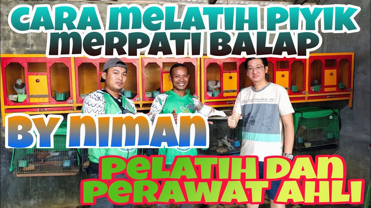 cara melatih piyik merpati balap sprint by niman perawat dan pelatih berpengalaman