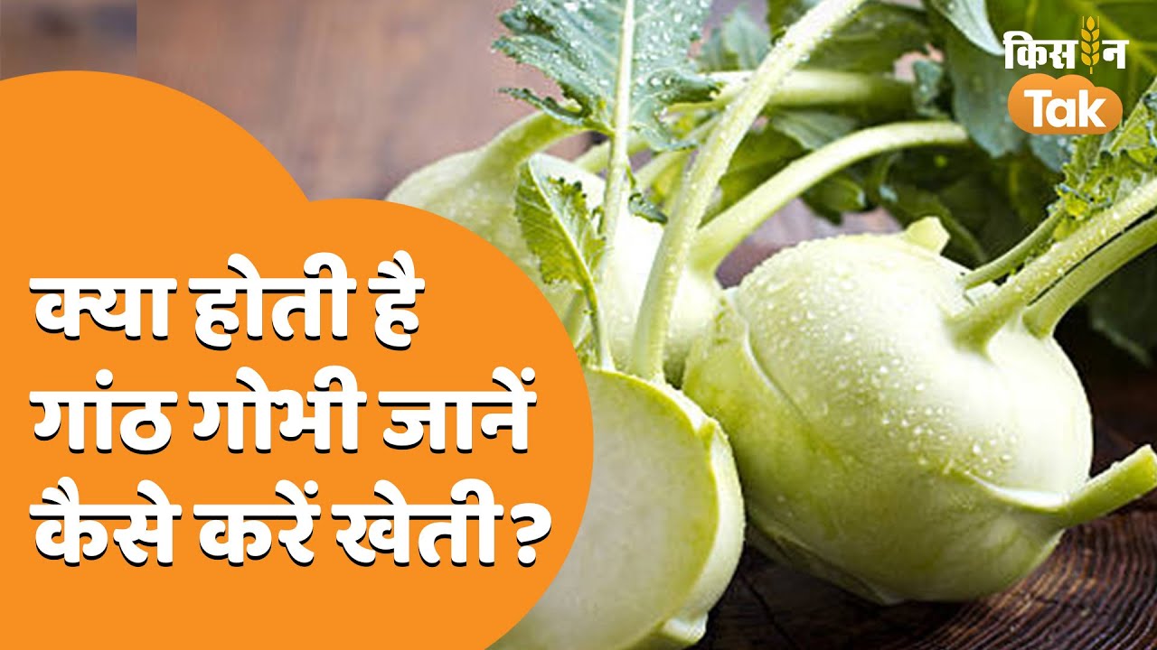 गांठ गोभी की खेती कैसे करें, किन बातों का रखें ध्यान  | Kohlrabi Farming | Kisan Tak
