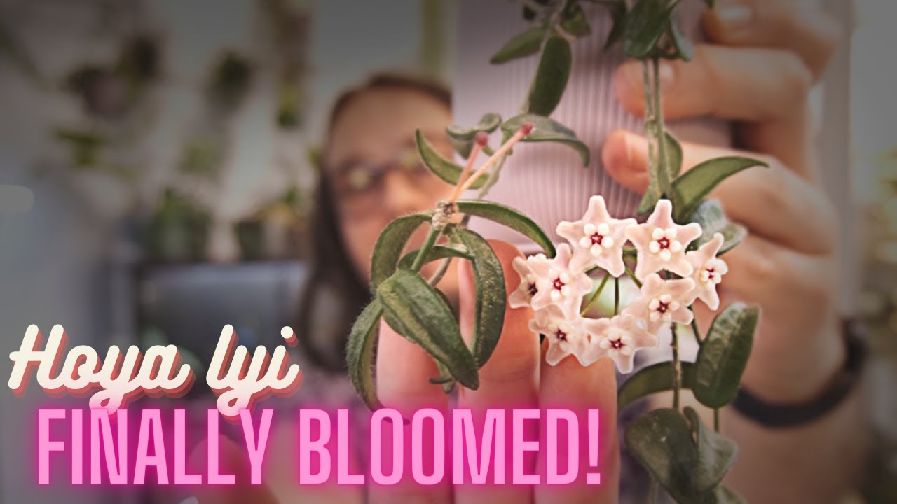 Я никогда не думала, что эта хойя зацветёт! | Хойя уже цветёт