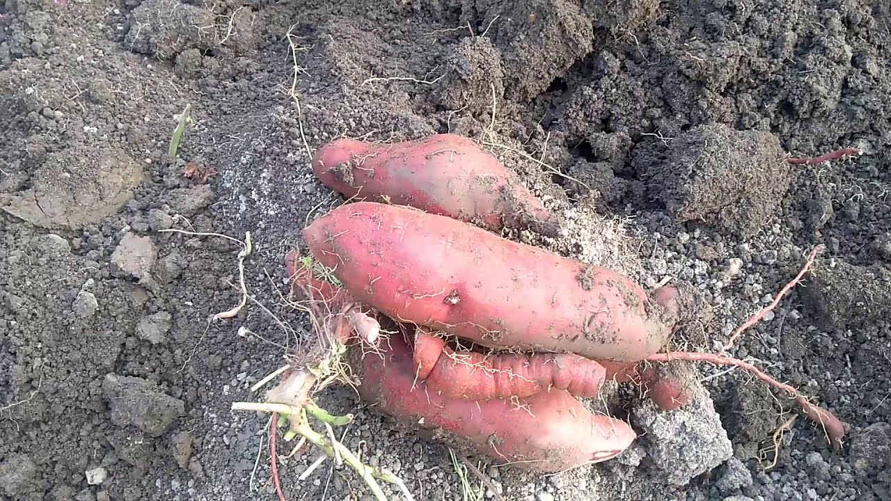 Батат Винницкий розовый.Урожай просто впечатляет.