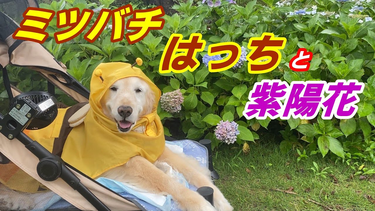 毎日が【奇跡】の連続です。【車椅子】に乗って走りだしました。すごい子です。