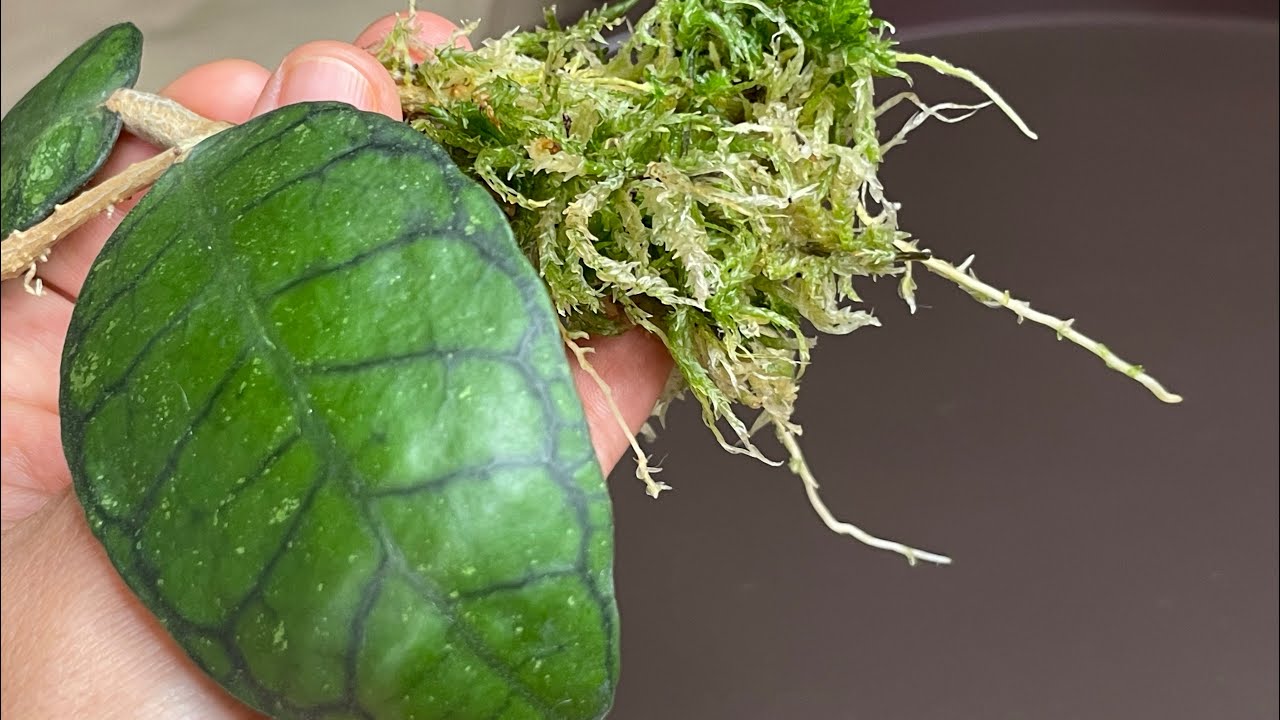 Укоренение хой во мхе 🌱 Мои стеклянные теплички спустя две недели😲🌿 #хойи #укоренение