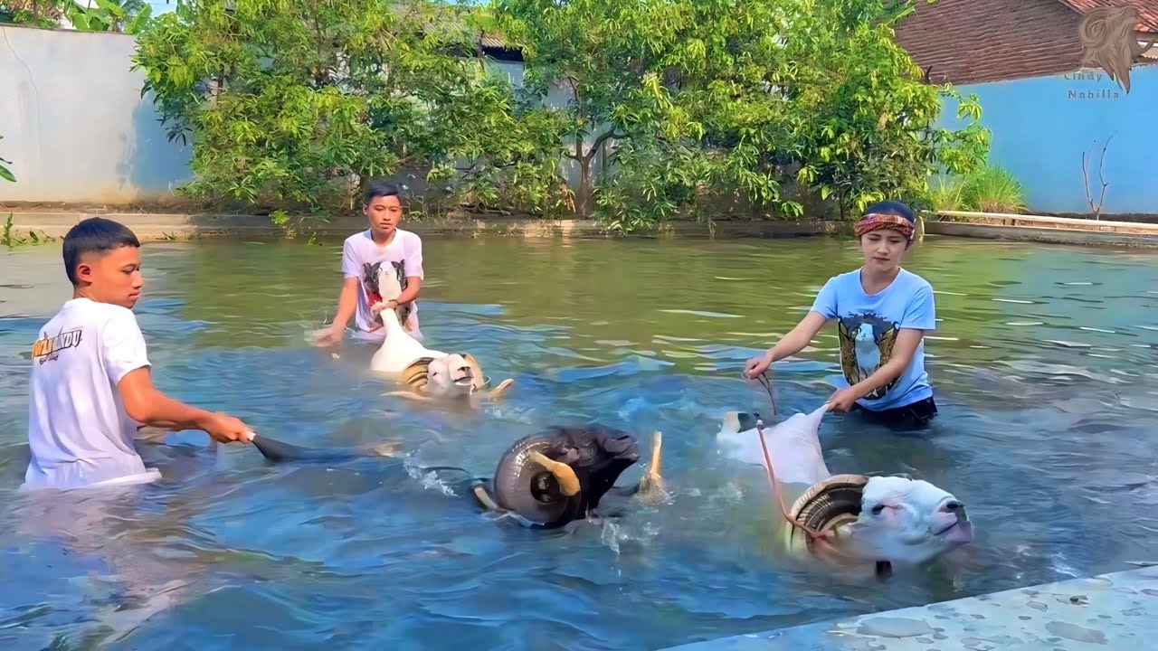 NYEBUR KE KOLAM BERSAMA 3 DOMBA