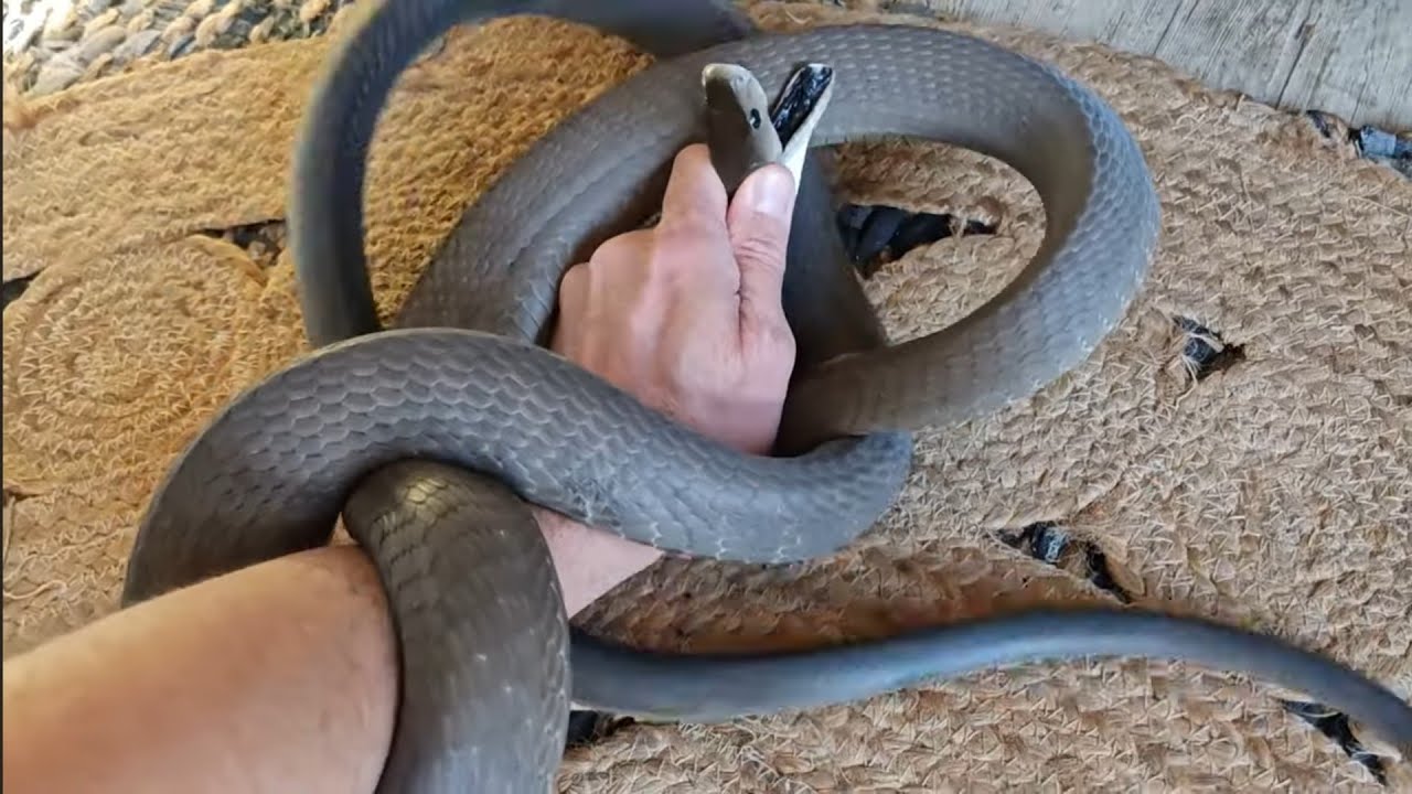 Black Mamba holds up woman in her Umhlanga home