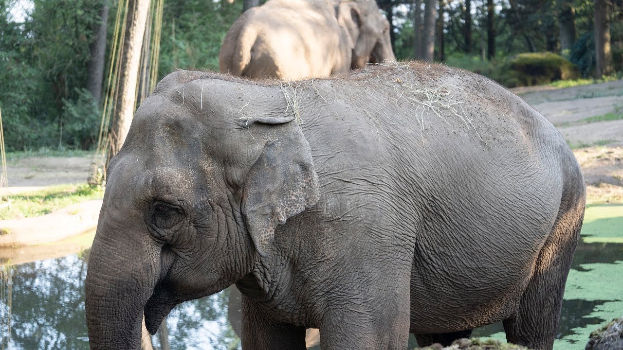 Hoe laat je twee olifanten kennis maken met elkaar?🐘