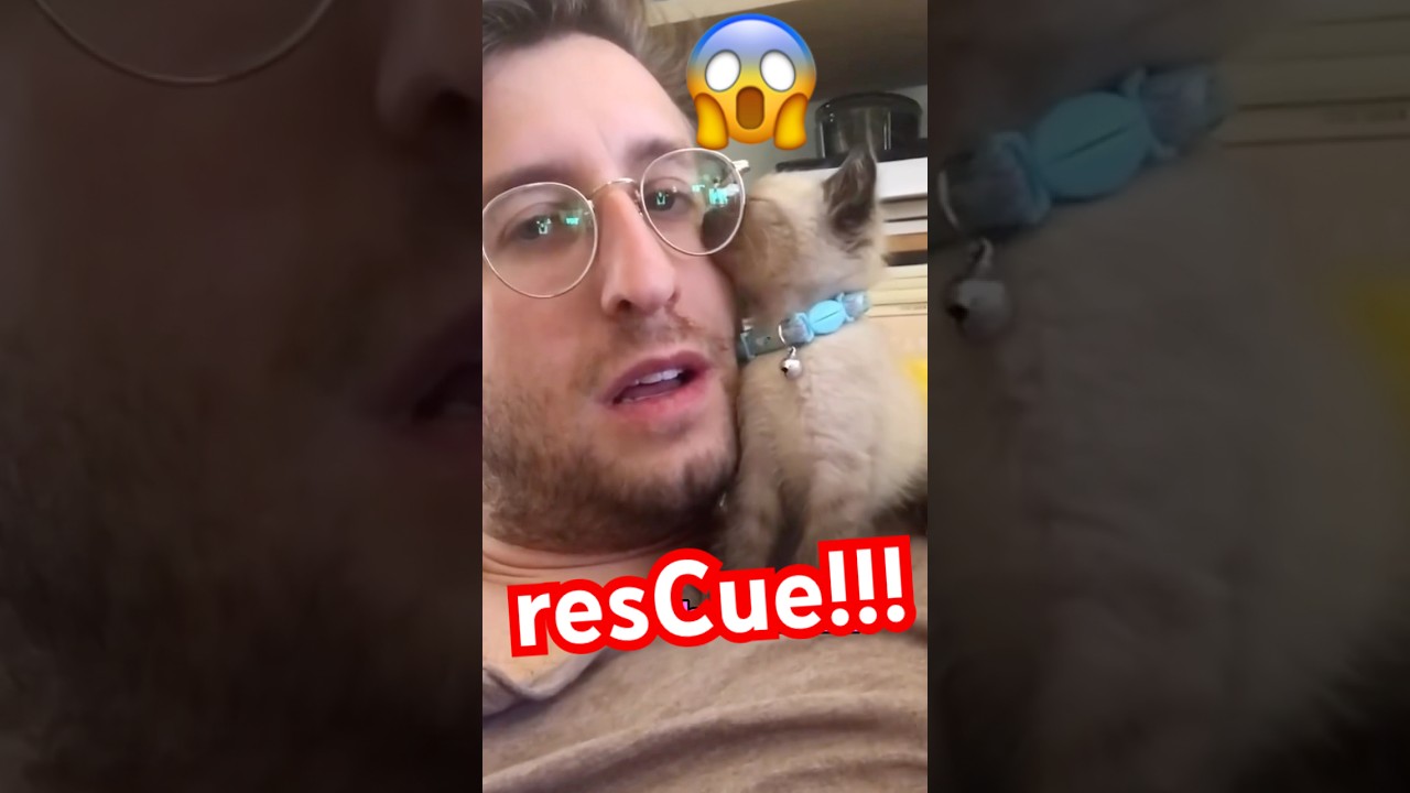 WEN MEEF WAS RESCUED lmoa,,: #adopt #catsofyoutube #talkingcats #classic #shortsfeed #happyholidays