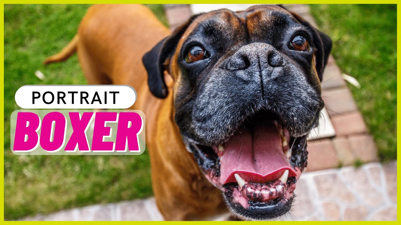 DEUTSCHER BOXER | Charakter, Haltung & Gesundheit