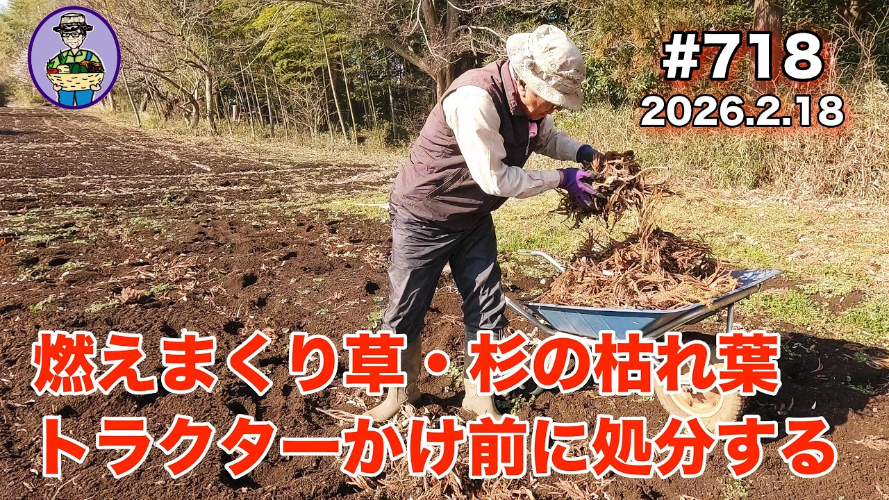【燃えまくり草】 第718話、畑に散らばった杉の枯れ葉（燃えまくり草）を集め、燃えまくり草でコーヒーのお湯を沸かす。 #オーガニック栽培 #家庭菜園 #農業VLOG