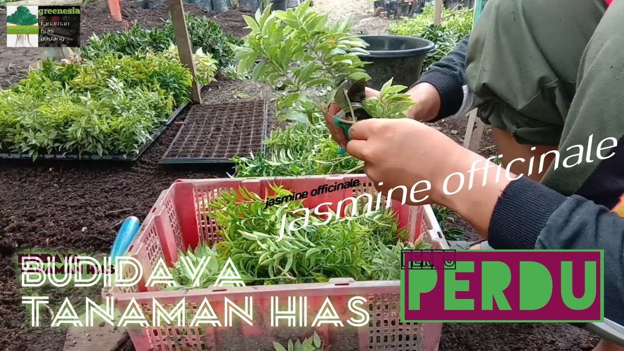 BUDIDAYA TANAMAN HIAS PERDU