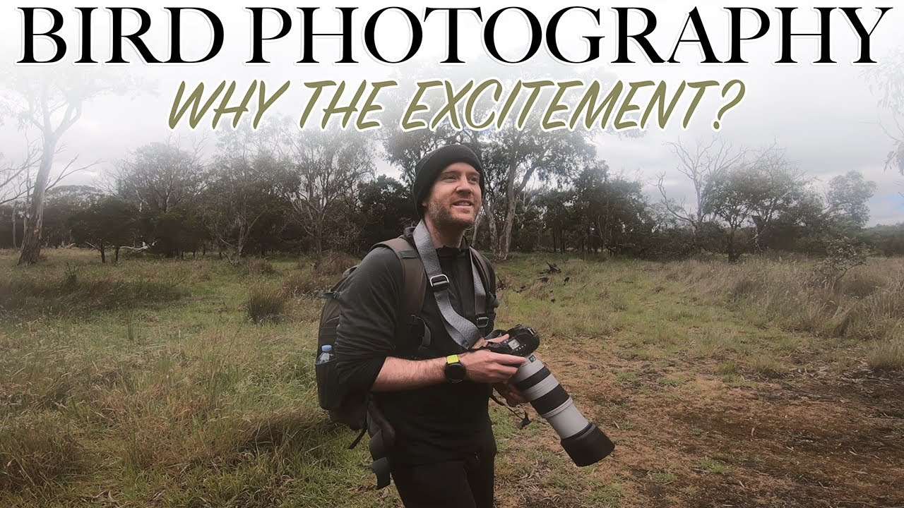 Bird Photography with the Canon EF 100-400 II - So much fun!