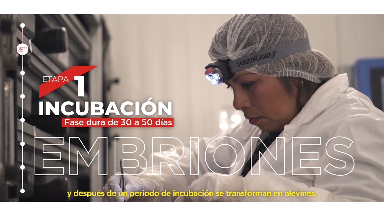 Ciclo del salm&oacute;n de cultivo