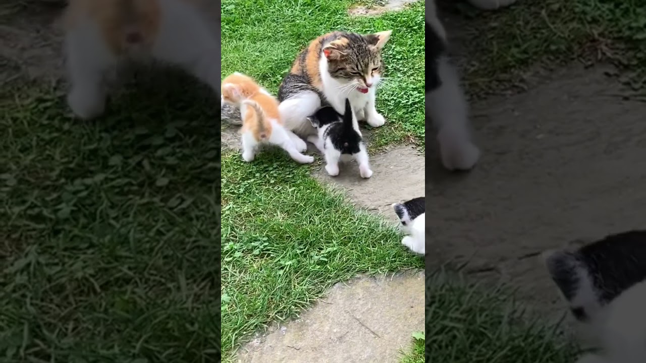Mom Cat calls her Baby Kittens #shorts , #kitty , #kittens , #momcat , #amazing