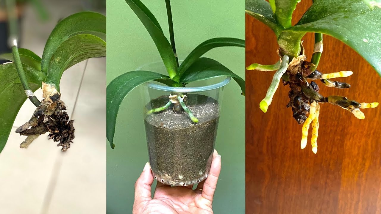 Le Radici Dell'Orchidea Phalaenopsis (Come Curarle e Non Farle Marcire)