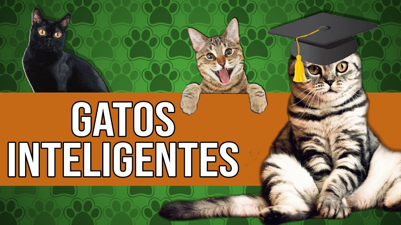 As raças de GATOS mais INTELIGENTES do mundo - TOP5