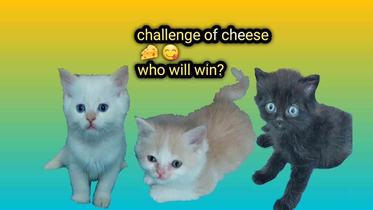 🔴🔥The Cheesy🧀😻 Challenge|Three Kittens in a Race for Cheese